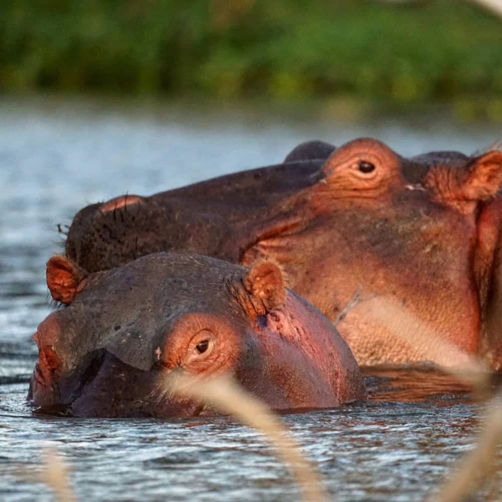 4 Days Masai Mara and Lake Naivasha